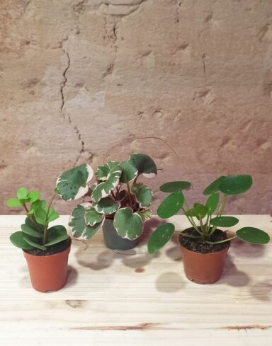 Coffret Baby Plantes alternative