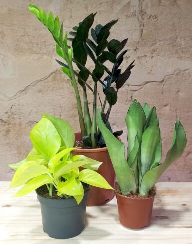 Coffret Plantes Increvables alternative