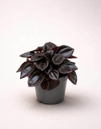 peperomia caperata cayenne