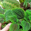 Box de plantes