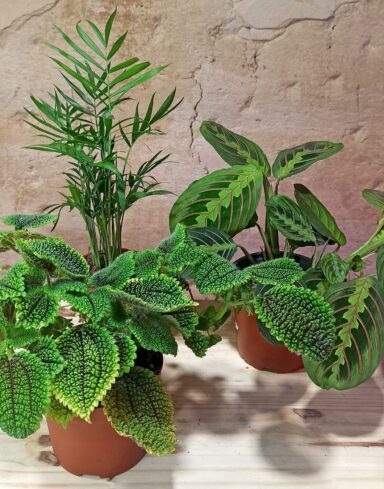 Coffret Plantes Pets Friendly alternative