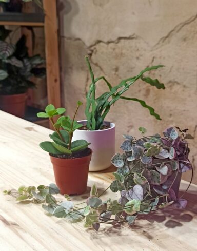 Coffret Plantes Faciles d&rsquo;Entretien – Plantes pour Débutant alternative