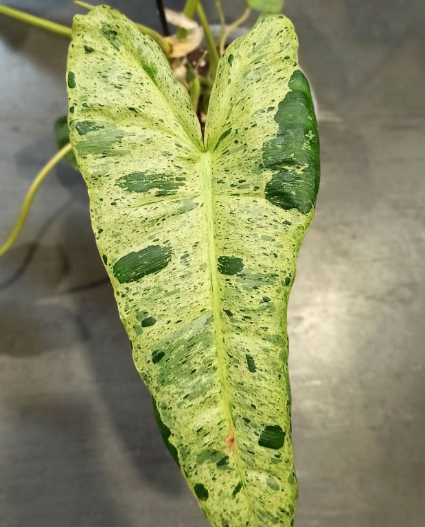 philodendron paraiso verde