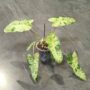 philodendron paraiso verde