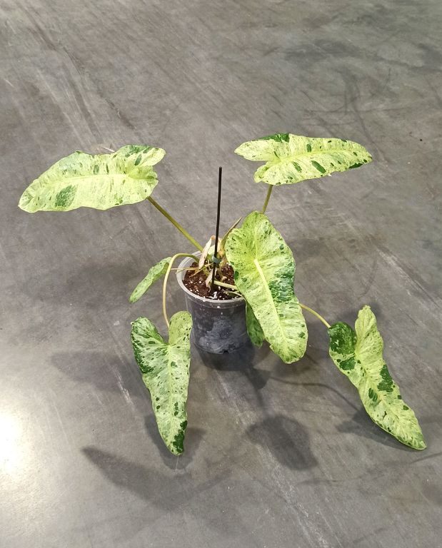 philodendron paraiso verde