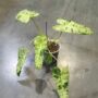 philodendron paraiso verde