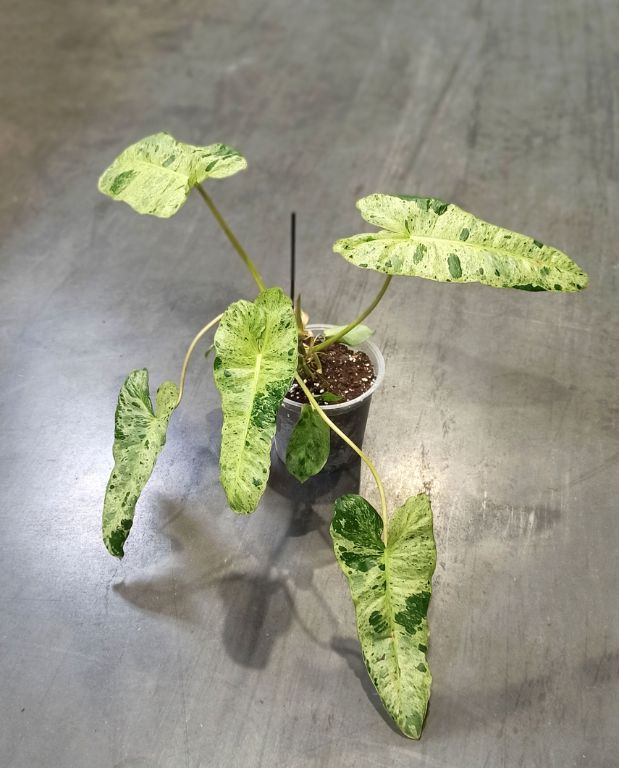 philodendron paraiso verde