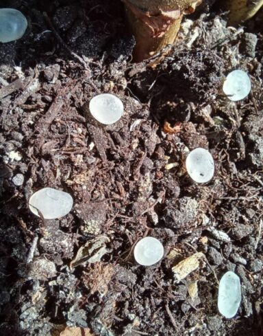 Nématodes Anti-Thrips et Mouches de terreaux en micro-capsules par 200 alternative