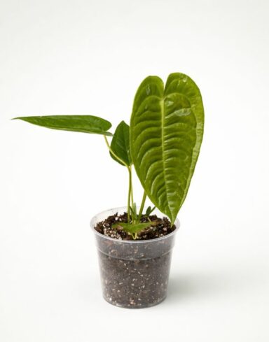 anthurium veitchii pot 12cm taille M