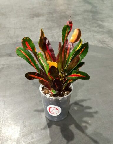 Croton - Codiaeum