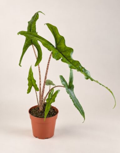 alocasia sabrina narrow