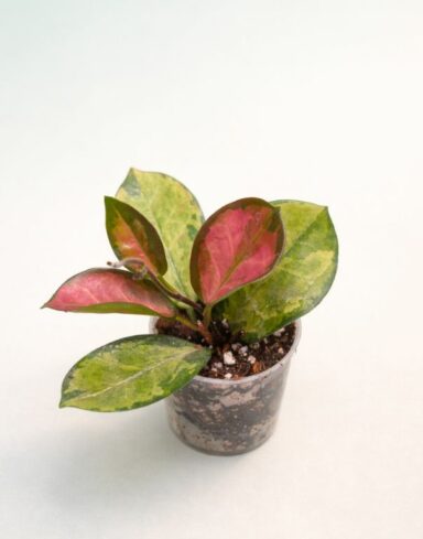 hoya australis lisa