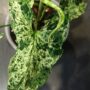 Syngonium Podophyllum Mottled Mojito