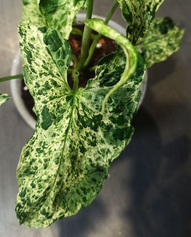 Syngonium Podophyllum Mottled Mojito