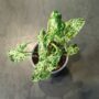Syngonium Podophyllum Mottled Mojito