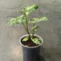Syngonium Podophyllum Mottled Mojito