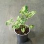Syngonium Podophyllum Mottled Mojito
