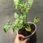 Syngonium Podophyllum Mottled Mojito