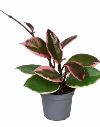 Coffret Hoya alternative