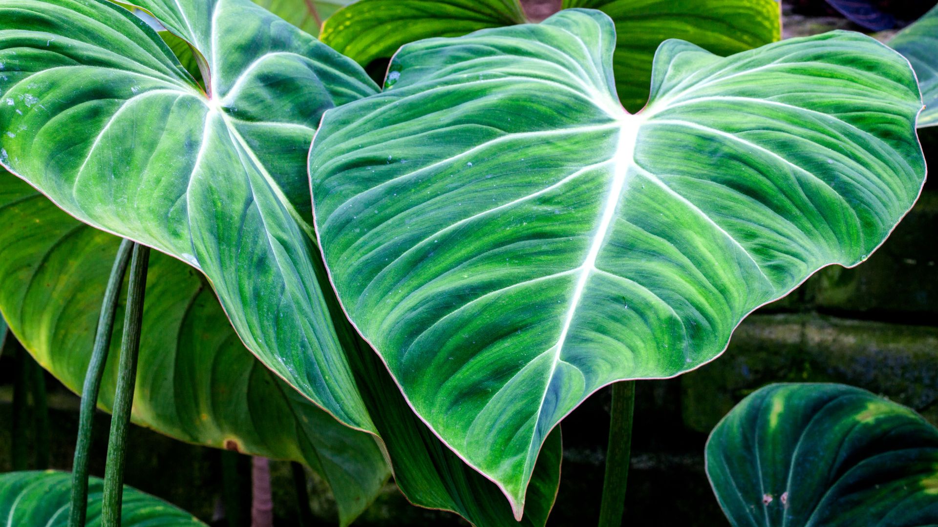 plante entretien culture philodendron
