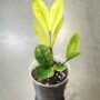Zamioculcas zamiifolia 'Chameleon' plantes rares d'ombre très facile