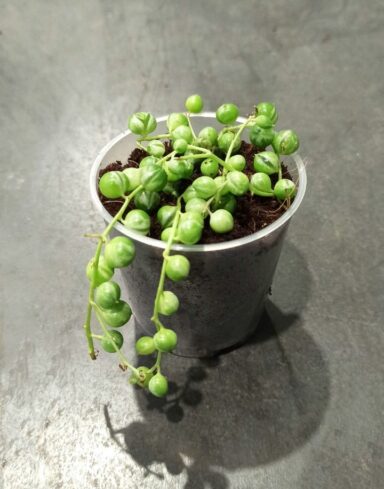 Senecio rowleyanus Variegata