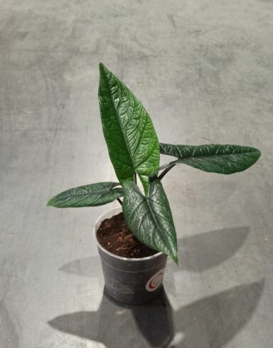 alocasia scalprum