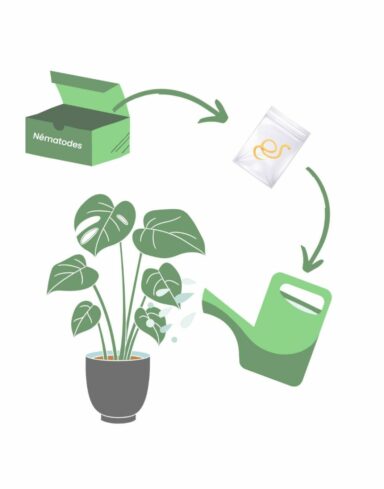 Nématodes SC Anti-Thrips – Nématodes en poudre contre les larves de thrips alternative