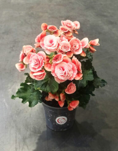 Begonia Elatior Borias