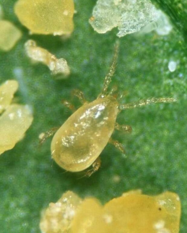 amblyseius cucumeris