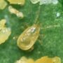 amblyseius cucumeris