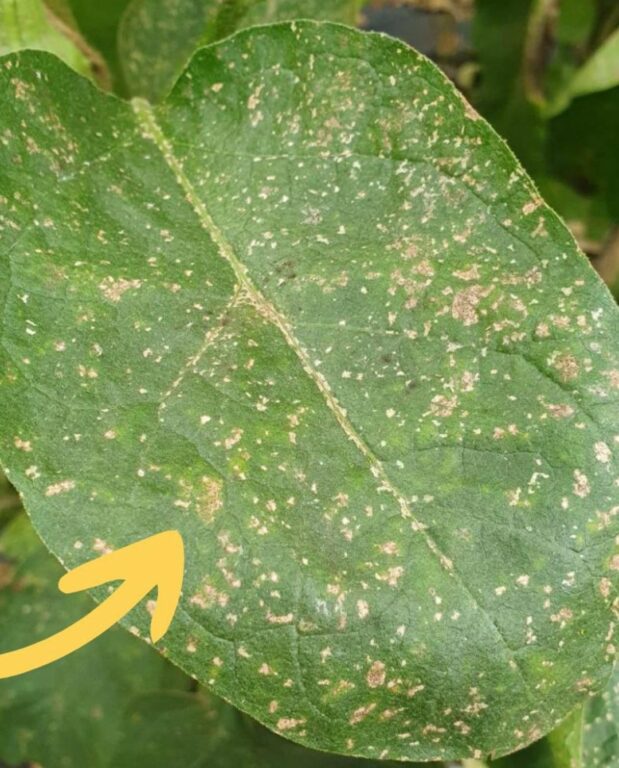 feuille avec des thrips