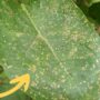 feuille avec des thrips