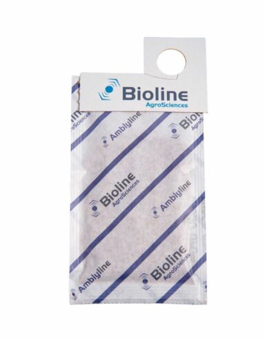 sachet de reproduction anti thrips 1000 individus amblyseius cucumeris