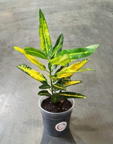 Croton - Codiaeum Sunny Star