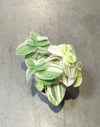 Tradescantia Sillamontana Variegata – Misère Laineuse alternative