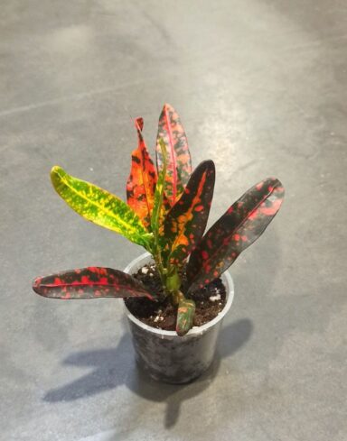 Codiaeum Red Batik