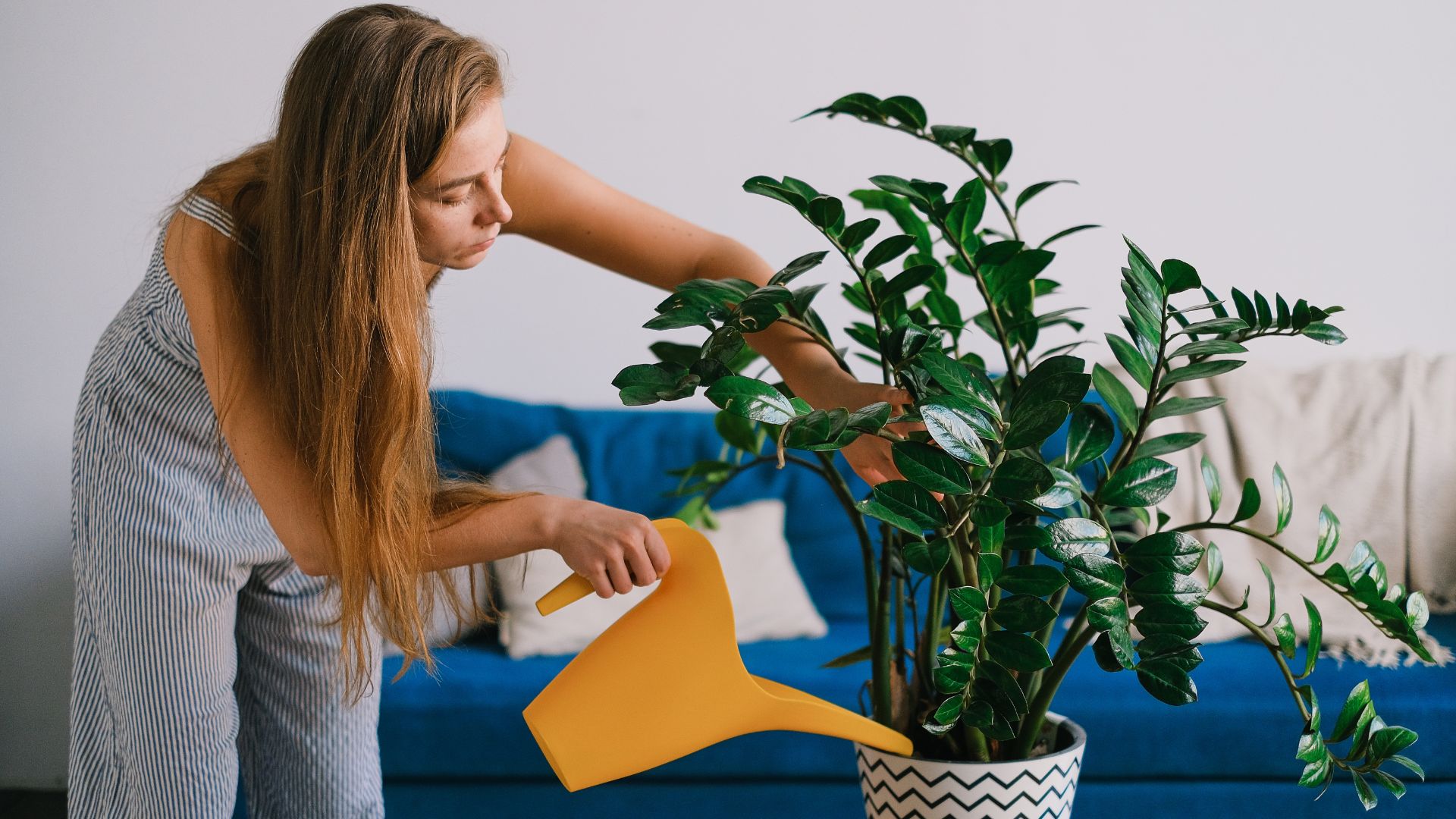 article blog comment arroser ses plantes d'intérieur