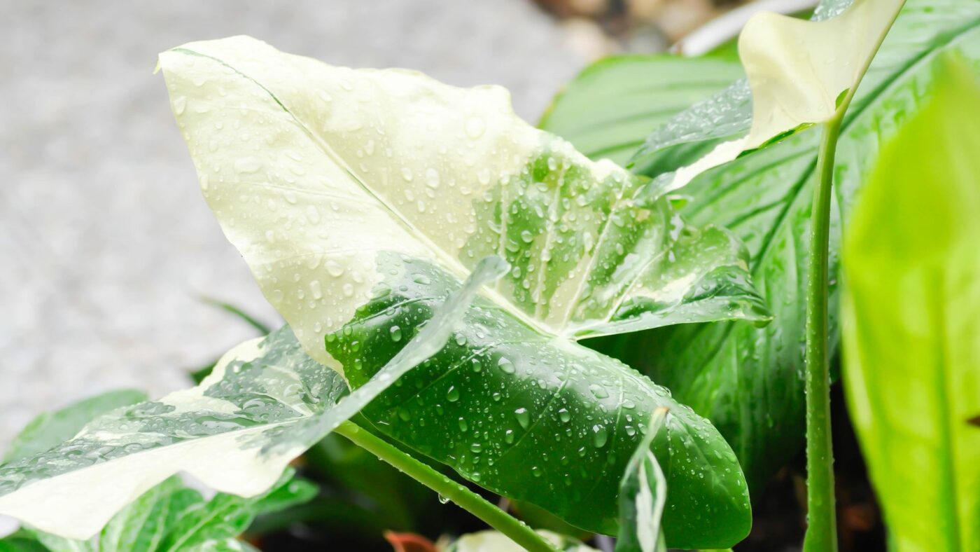 conseils et entretien des alocasia- article de blog