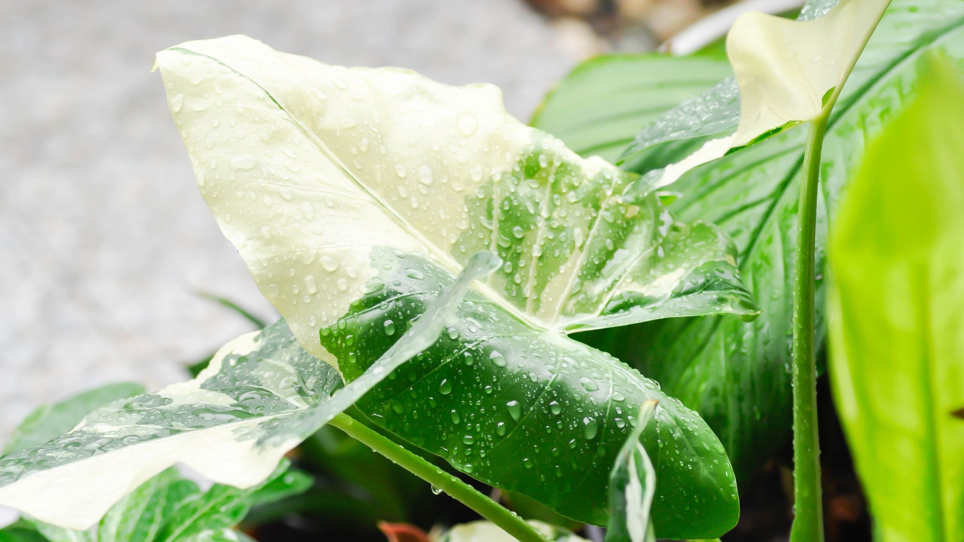 conseils et entretien des alocasia- article de blog