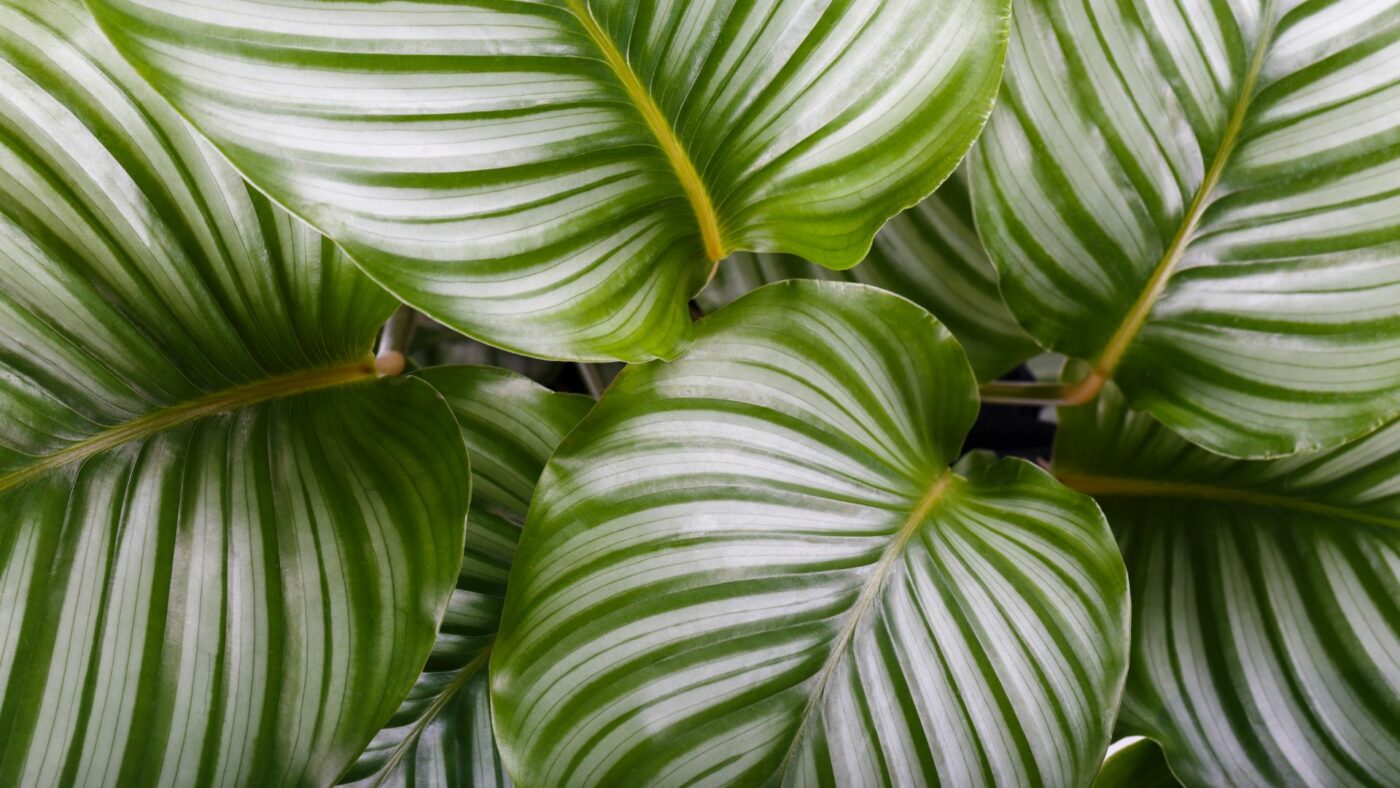 calathea entretien - calathea orbifolia feuillage