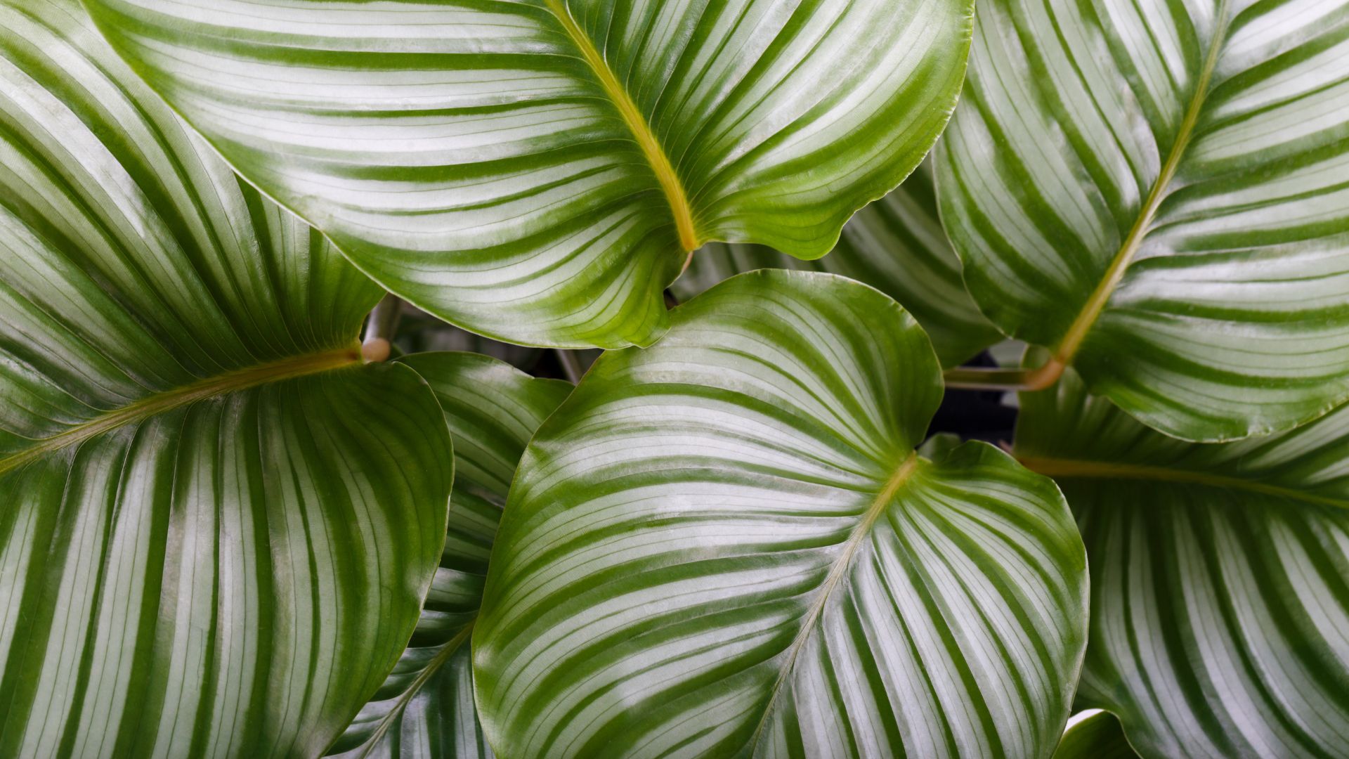 calathea entretien - calathea orbifolia feuillage