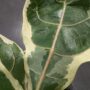 Ficus Lyrata Variegata