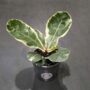 Ficus Lyrata Variegata