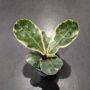 Ficus Lyrata Variegata