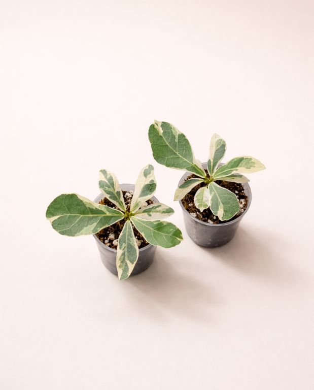 ficus lyrata variegata