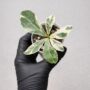 ficus lyrata variegata