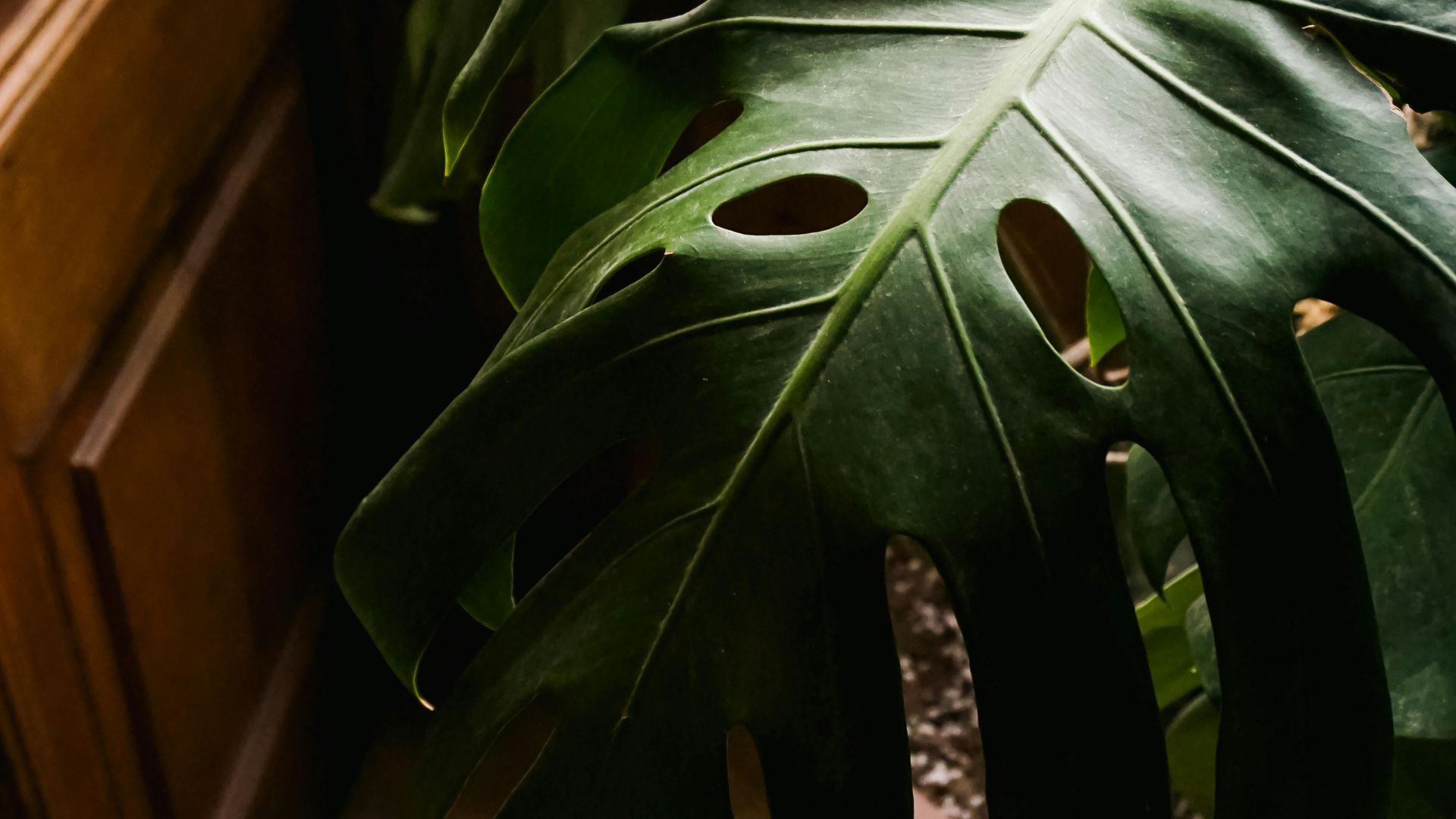 Pourquoi les feuilles de mes plantes sont molles et tombantes ?