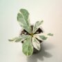 ficus lyrata variegata