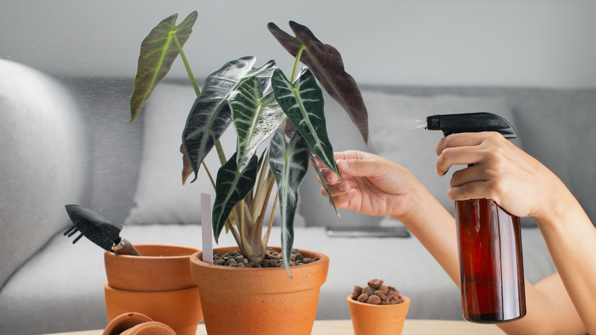 engrais plantes interieur